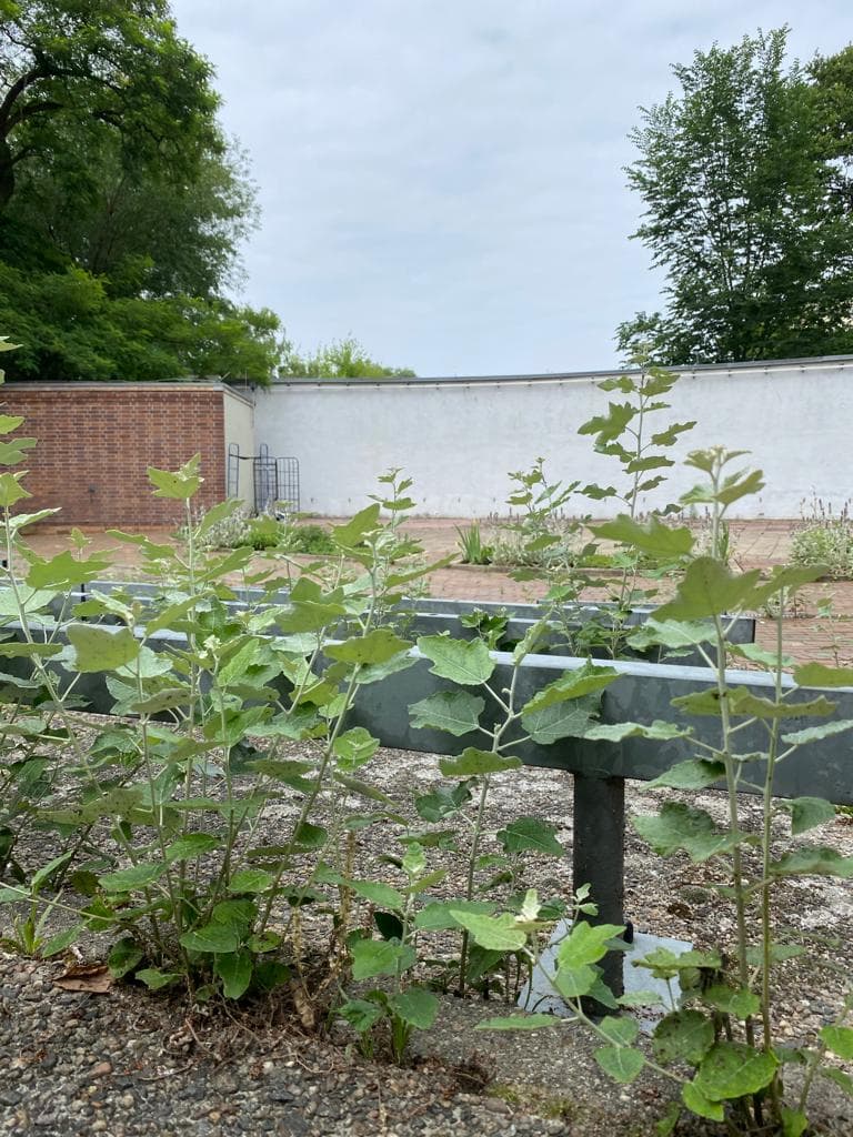 Subottnik Inselbühne: Teil 1 - Unkraut